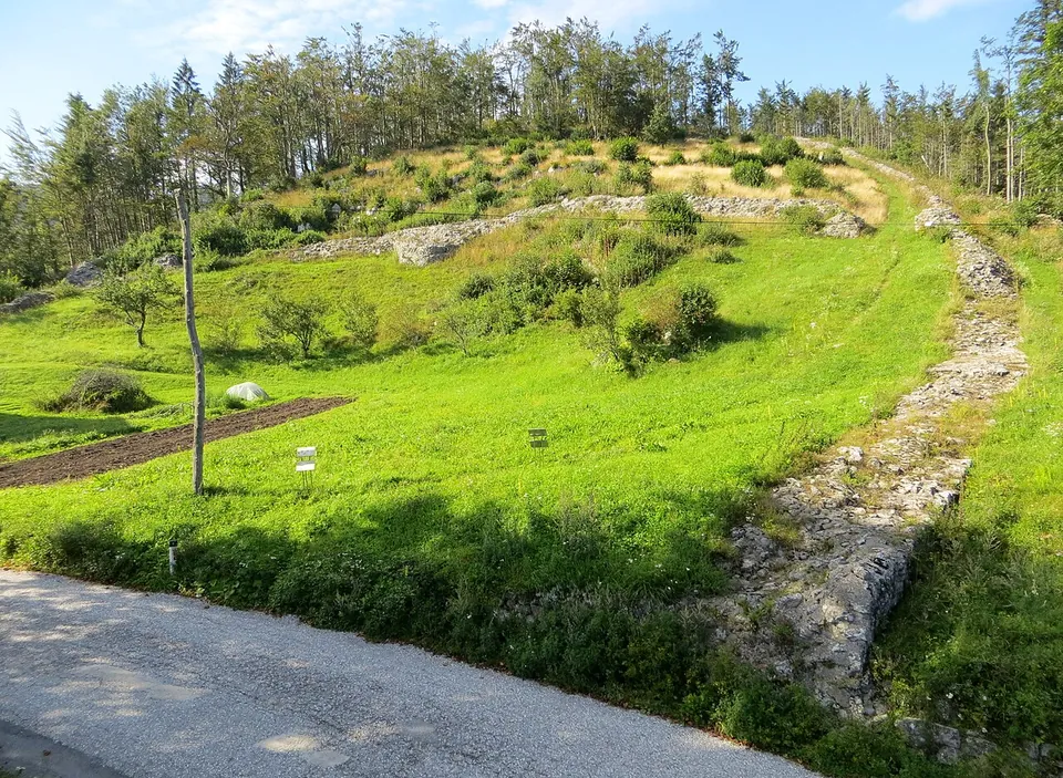 A grassy hillside rising from a road, with a line of pale rubble stone running up it and along the slope, scattered trees and a forest above.